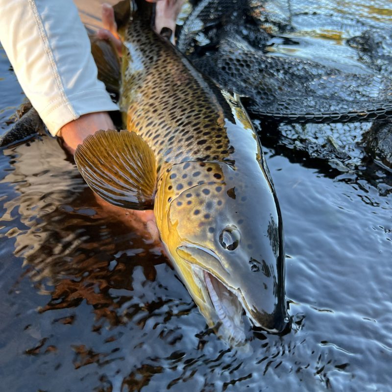 fly-fishing-guide-italy_FINLAND-2-copia-1920x2560